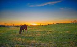 thoroughbred-horses-grazing-with-setting-sun_1048944-15657903.jpg